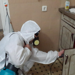 Дезинфекция от муравьев в квартире в Всеволожске